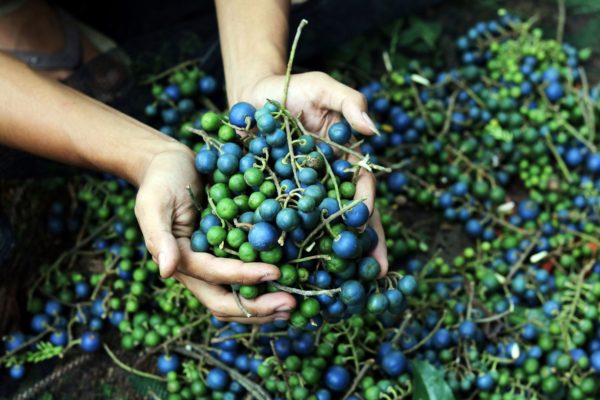 Rudaksha fruits