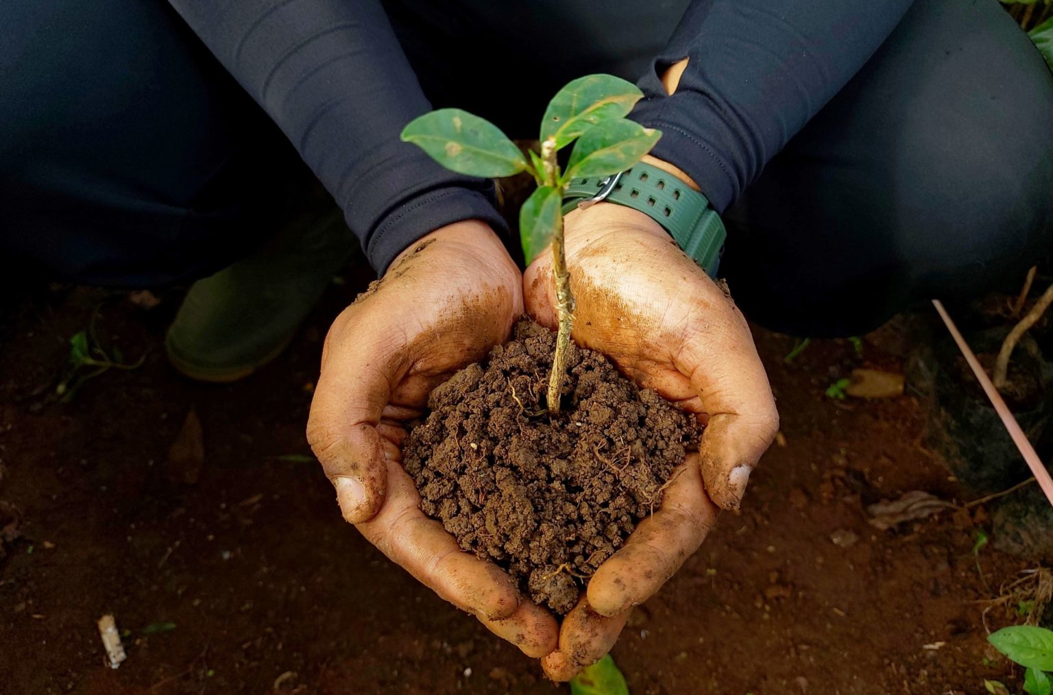 Donate Trees with Trees4Trees! Blog Trees4Trees