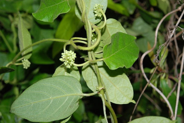 The Tarum areuy tree