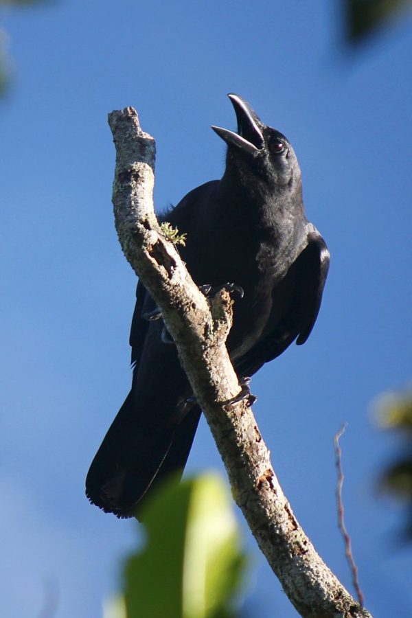 A Hub of Biodiversity: Exploring the Citarum