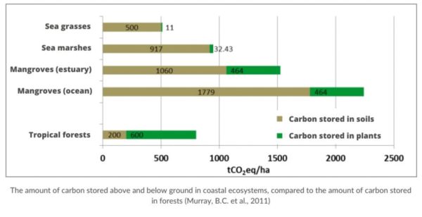 Carbon stored in mangroves ecosystem comparation