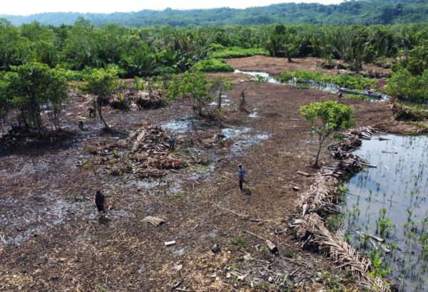 Planting mangrove in Ujung Alang Cilacap