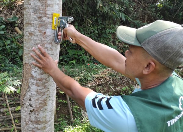 In the Trees4Trees Cirasea 3 site, our team is attaching barcodes in Pangauban Village, Bandung Regency