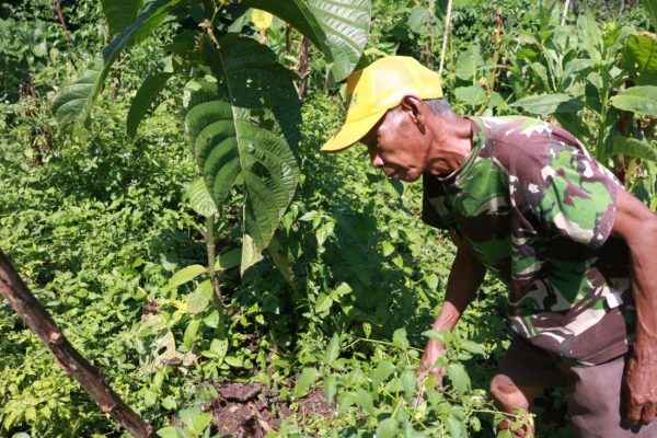 Ayi, a tree grower from Drawati Village Bandung is taking care of his trees_Trees4Trees