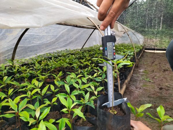 Witness the Flourishing Journey of Seedlings