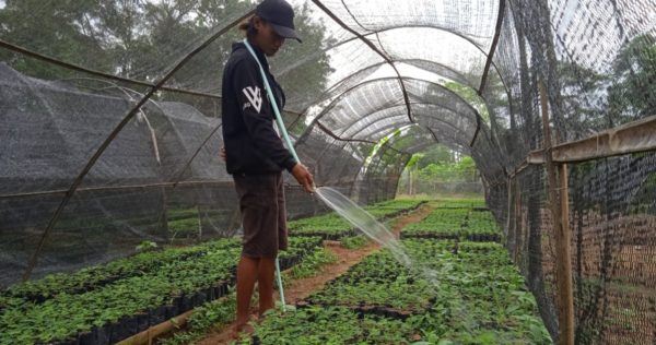 Nurturing Seedlings for High-Quality Results