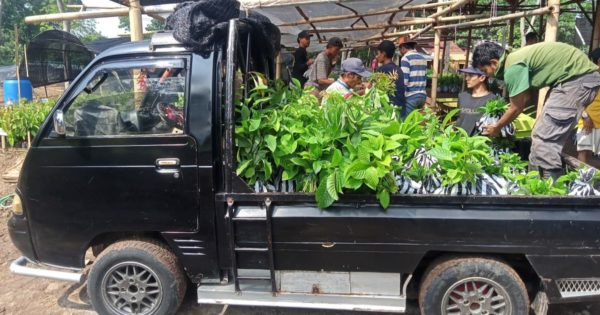 Nursery Highlight: Tree-seedlings Distribution in West Java