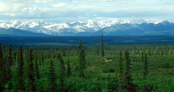 Boreal forest ini Alaska
