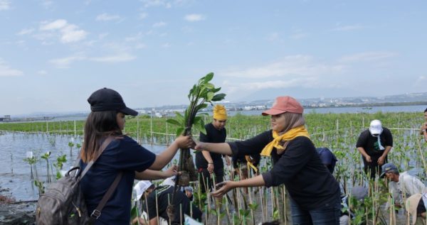 planting mangrove