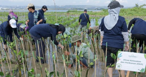 Mangrove planting in Mangunharjo_Trees4Trees