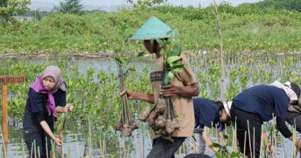 Planting mangrove in Mangunharjo coastal area