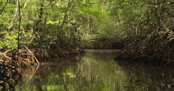 mangrove roots store vast amount of carbon