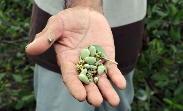 Mangrove fruits