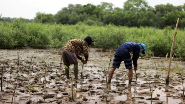 Planting mangroves in Dukuhseti coastal area, Pati, Indonesia