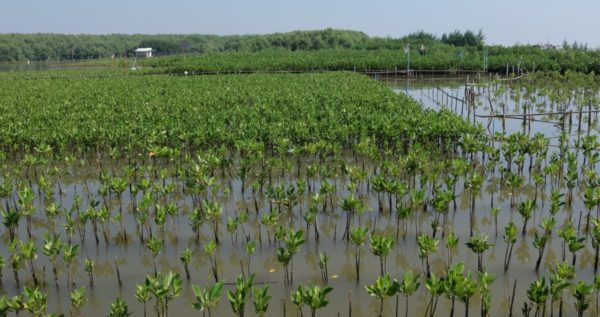 5 Facts About Mangrove