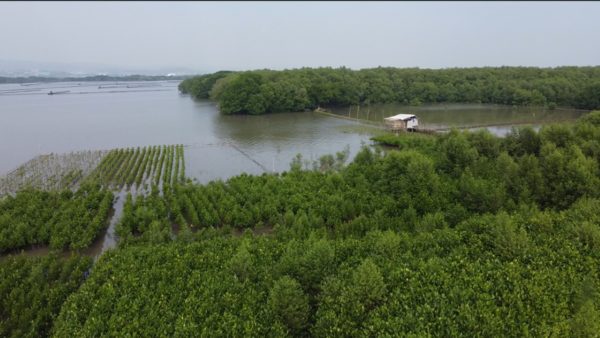 Mangrove covers in Mangunharjo coastal area, Semarang Indonesia