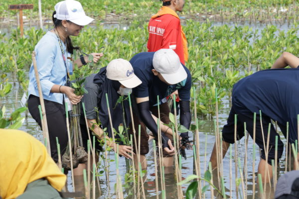 Mangrove Planting