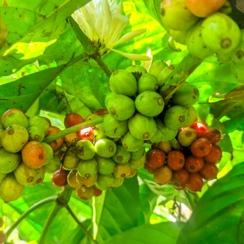 Robusta Coffee