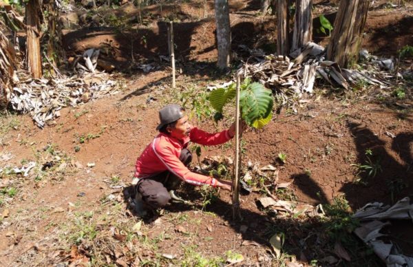 Tree Growers