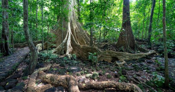 Learning Love from Trees