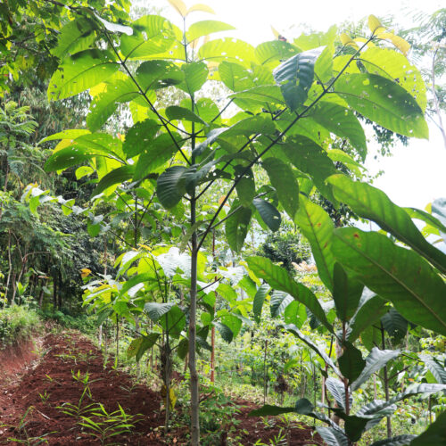 Burflower Tree (3)