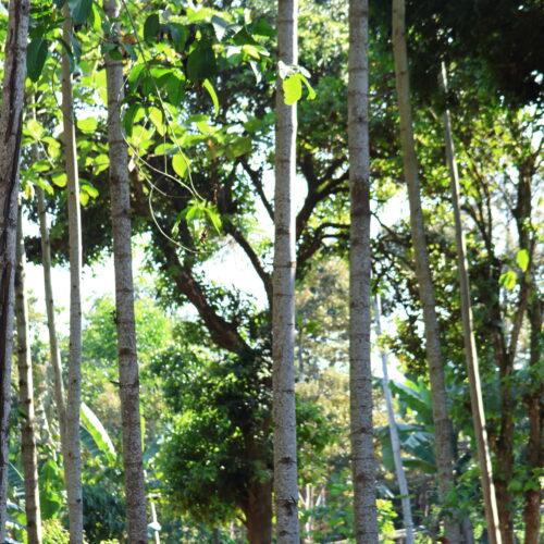 Burflower Tree (4)