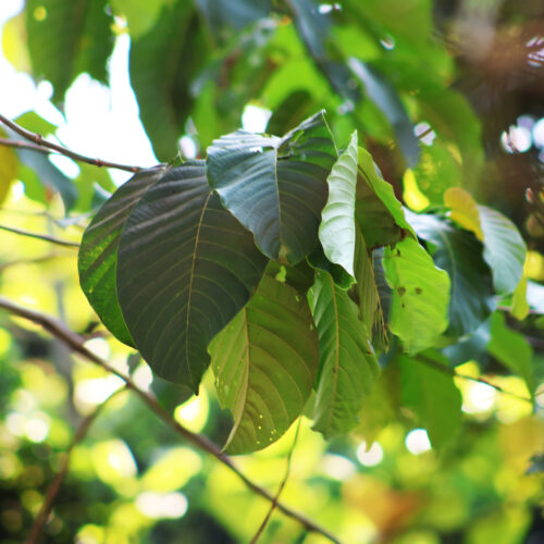 Burflower Tree (5)