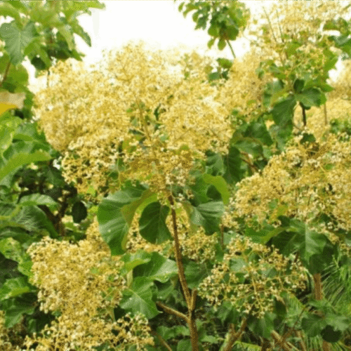 Teak (Jati) 2 (1)