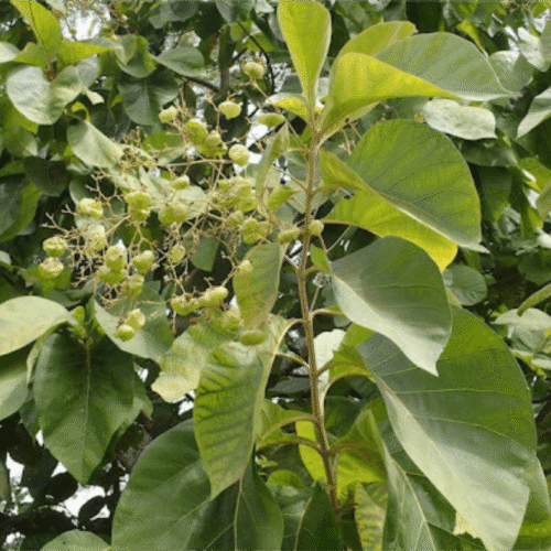 Teak (Jati) 3 (1)