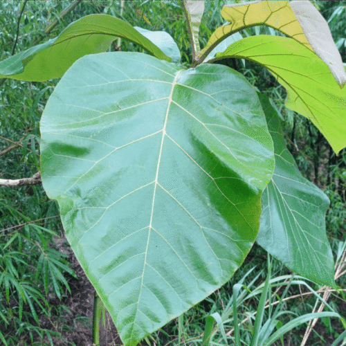 Teak (Jati) 4 (1)