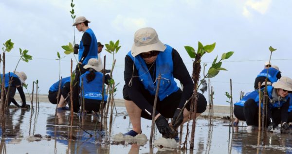 Trees4Trees mangroves planting in Bintan Island