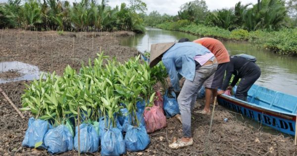 trees4trees distribution in cilacap