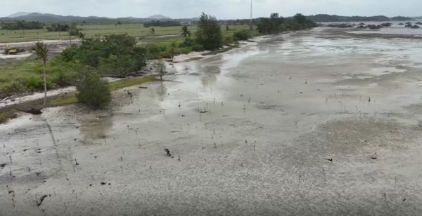Bintan Island Mangrove Planting Trees4Trees