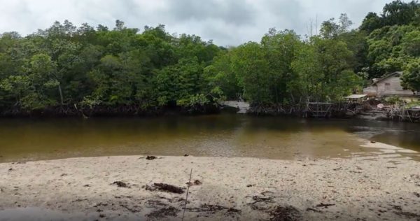 Bintan Island Mangrove Planting Trees4Trees