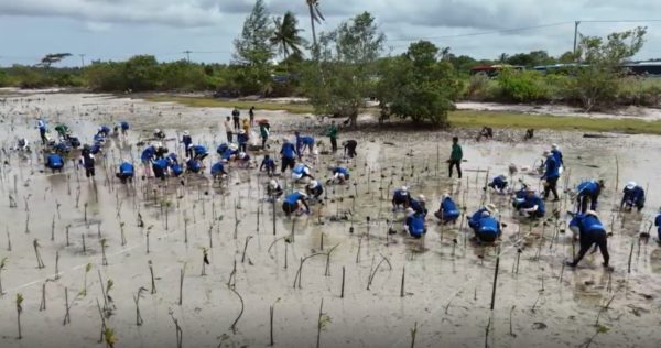 Bintan Island Mangrove Planting Trees4Trees