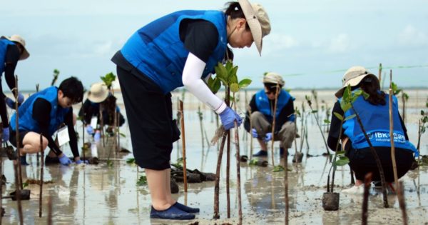 Bintan Island Mangrove Planting Trees4Trees