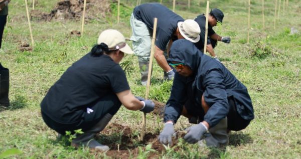 Trees4Trees planted trees in Bali