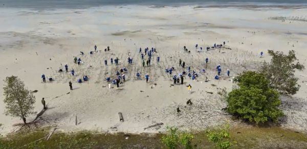 Restoring Mangrove Cover