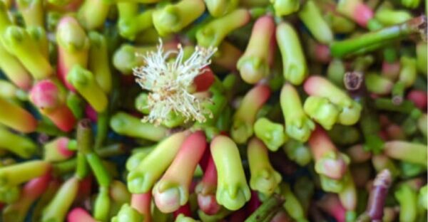 Clove flowers