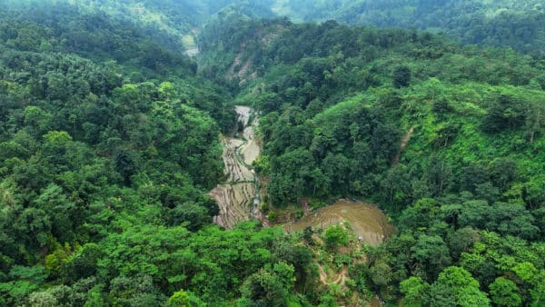 Rooted in Indonesia