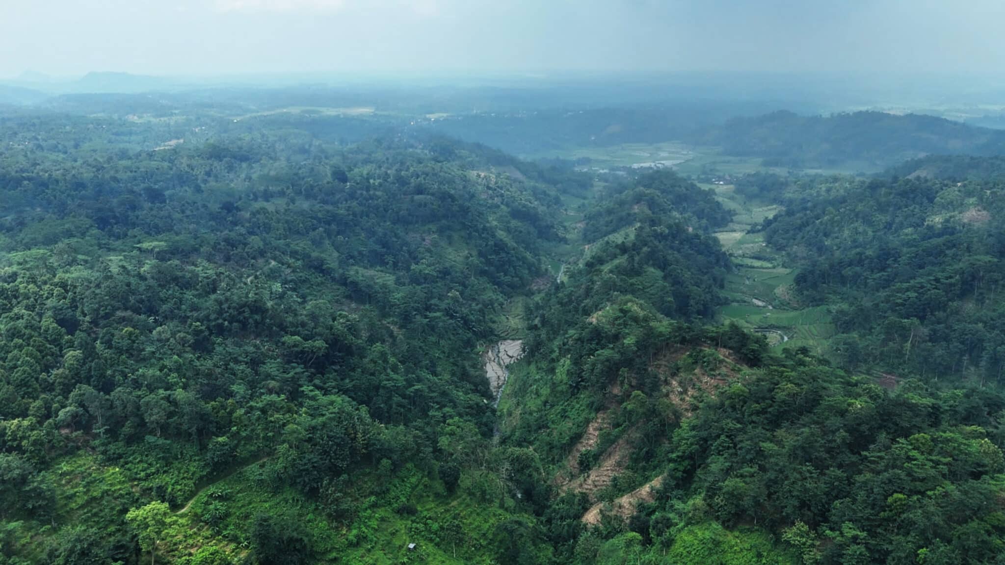 Rooted in Indonesia Impacting the World: Why Native Trees Matter