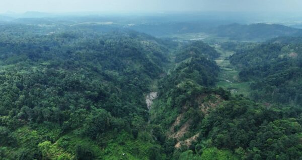 Rooted in Indonesia