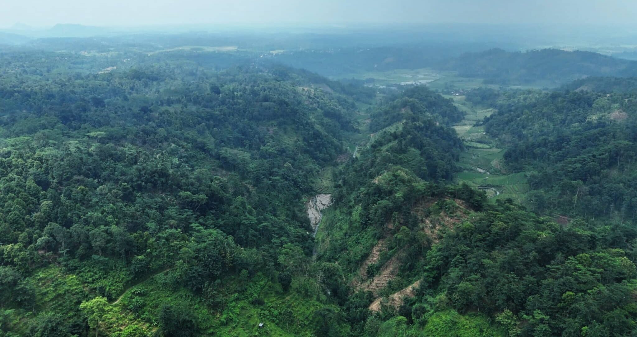 Rooted in Indonesia Impacting the World: Why Native Trees Matter