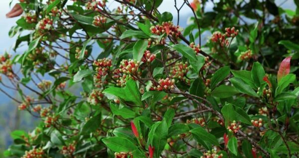 Clove Tree