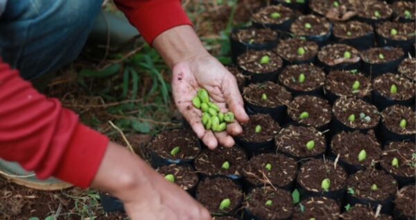 Rooted in Indonesia