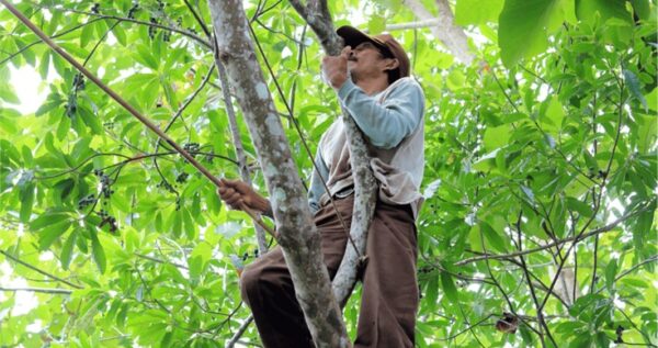 Tree Grower