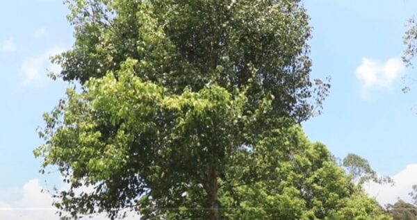 Rasamala Tree