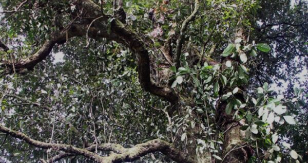 Saninten Tree