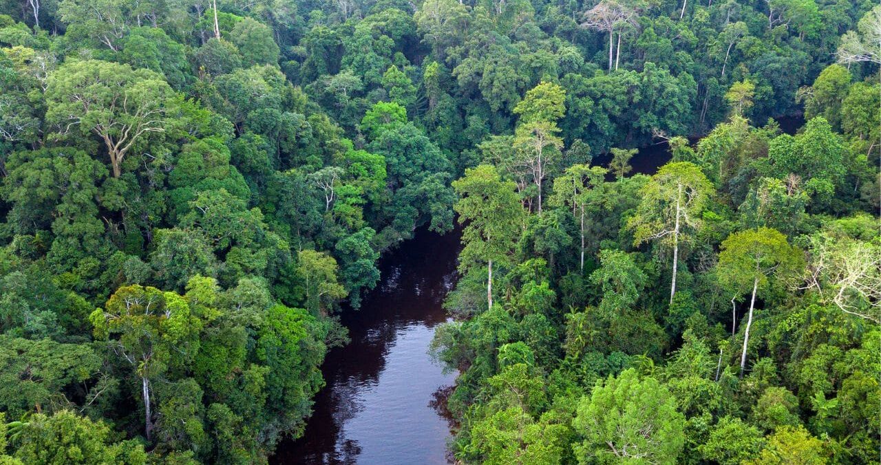 The Hidden Power of Rainforests: Small in Size, Massive in Impact