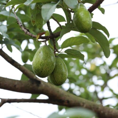Young avocados growing on the tree.